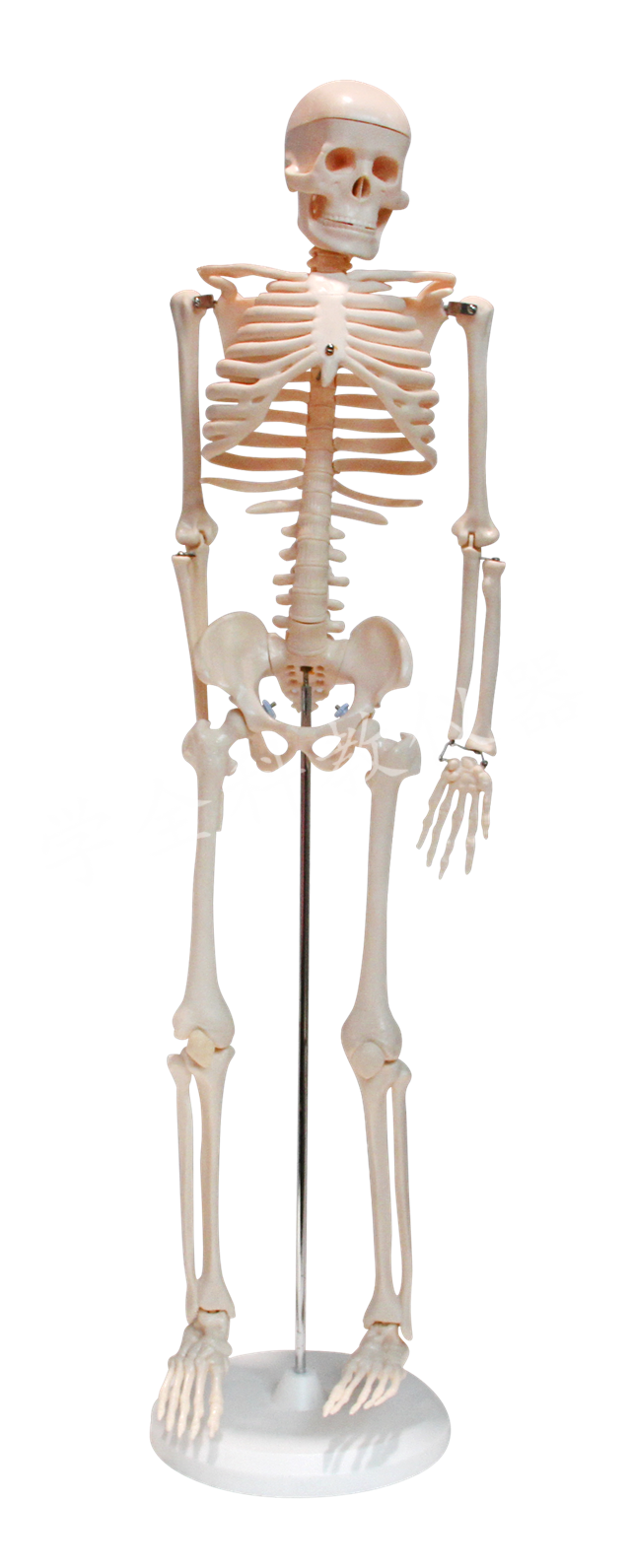 33203  人体骨骼模型