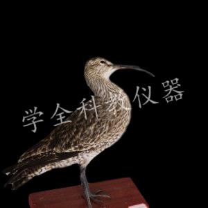 动物标本