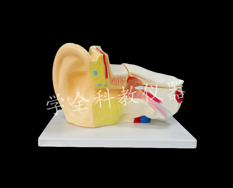 耳解剖放大模型
