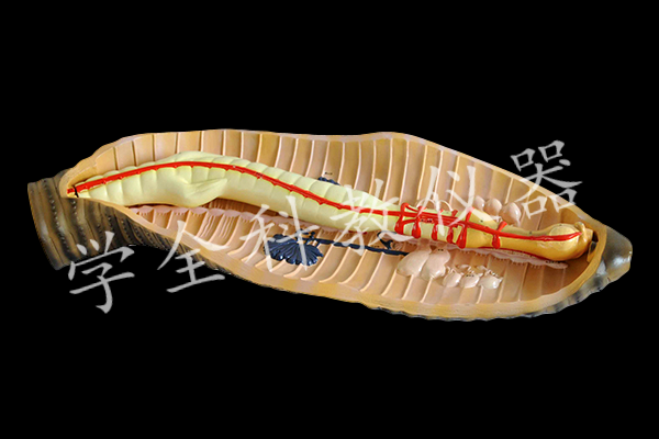 蚯蚓解剖模型