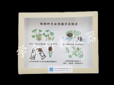 植物种子传播方式标本