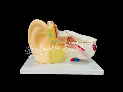 耳解剖放大模型